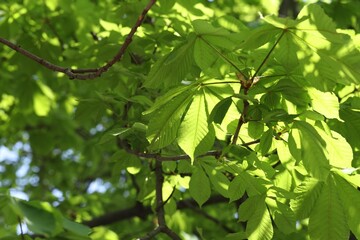 Beautiful tree crown with green leaves as background, closeup