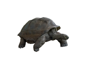 Giant Aldabra Tortoise on png background