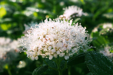 朝露に濡れたマルバシモツケの花[改良版]