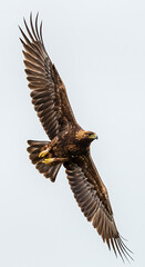 Obraz premium Majestic brown eagle soars gracefully high above