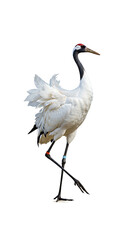 Obraz premium Majestic crane stands tall serene pose