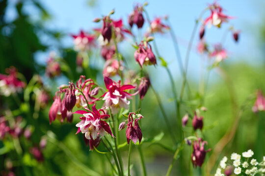 Colorful columbine flowers bloom in a vibrant garden on a bright sunny day