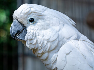 The white cockatoo (Cacatua alba), also known as the umbrella cockatoo, is a medium-sized all-white...
