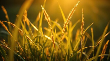 Golden Hour Meadow Grass Sunlight Backlit