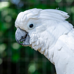 The white cockatoo (Cacatua alba), also known as the umbrella cockatoo, is a medium-sized all-white...