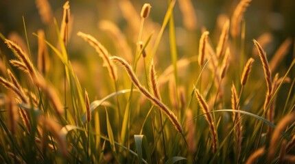 Golden Hour Meadow Grass Sunset Landscape