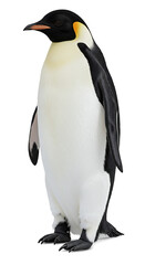 Obraz premium Majestic penguin stands proud in isolation