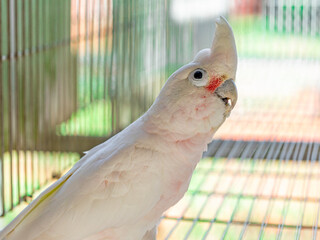 The Tanimbar corella (Cacatua goffiniana) also known as Goffin’s cockatoo or the blushing...