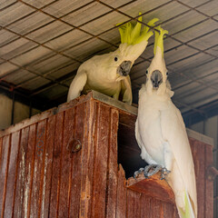 The citron-crested cockatoo (Cacatua sulphurea citrinocristata) is a medium-sized cockatoo with an...