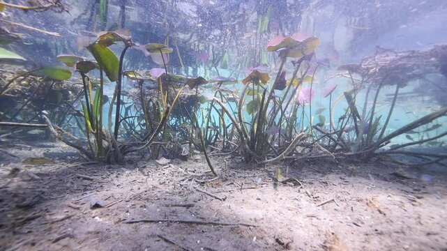some freshwater dive and vegetation underwater sea plant and grass backgrounds
