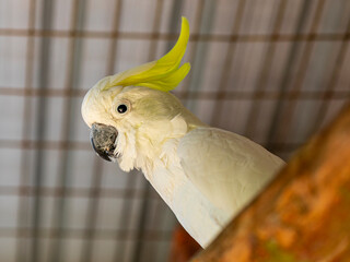 The citron-crested cockatoo (Cacatua sulphurea citrinocristata) is a medium-sized cockatoo with an orange crest, dark grey beak, pale orange ear patches, and strong feet and claws © Murilo