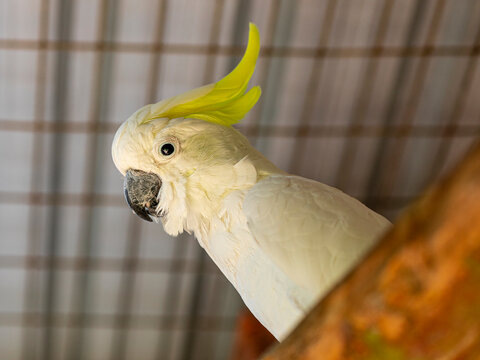 The citron-crested cockatoo (Cacatua sulphurea citrinocristata) is a medium-sized cockatoo with an orange crest, dark grey beak, pale orange ear patches, and strong feet and claws