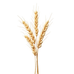 Fototapeta premium A bunch of dried wheat