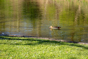 Egyptian goose swimming in the lake