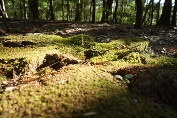 Pilgrimage Path to Takiharanomiya or Ise Jingu Shrine Naigu in Mie, Japan - 日本 三重 皇大神宮別宮 瀧原宮 または 伊勢神宮 内宮 参道

