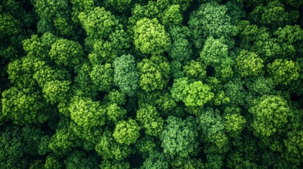 Naklejka premium Aerial View of Lush Green Forest Canopy
