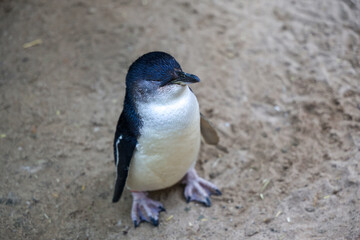 The Fairy penguin or blue penguin is so cute and local animal in phillip island,Australia