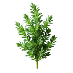 Obraz premium A bunch of green leaves