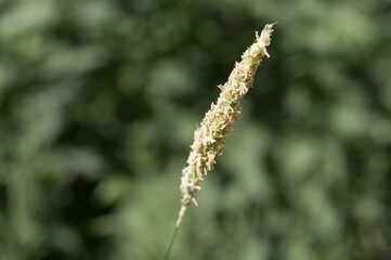 Timothy-grass blooming in summer meadow: phleum pratense