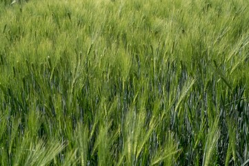 Green wheat field swaying in the wind on sunny day