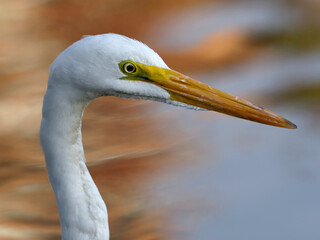 Great egret (Ardea alba) close up portrait