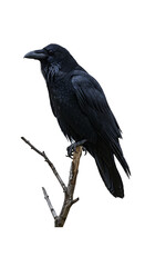 Ravens watchful perch on bare branch