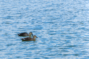 Obraz premium 青い水面を泳ぐ二羽のカルガモ
