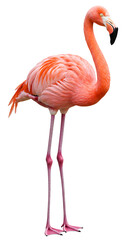 Rosy flamingo elegantly posed