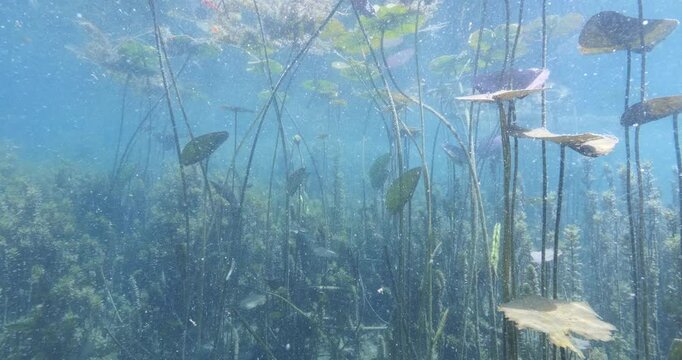 Nymphaea grass underwater in a river freshwater source