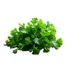 Fototapeta premium A bunch of green parsley