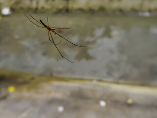 close up of a Tetragnatha extensa spider on the river bank