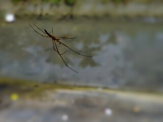 close up of a Tetragnatha extensa spider on the river bank