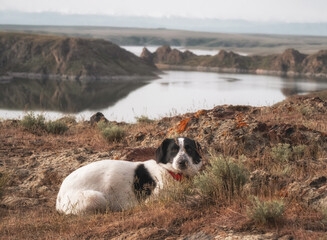 A black and white hunting dog lies curled up on the shore of a lake with rocks. Kurtinskoye Reservoir in Kazakhstan on an autumn evening