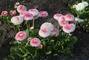 pretty,nice,pink and white daisies in flower bed at spring