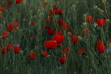 Naklejka premium Wild red poppies in tall green grass of spring field