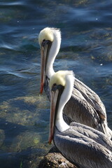 deux pélicans vertical