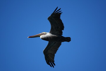 vol de pélican