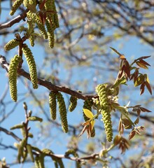 walnut tree blossoming at spring