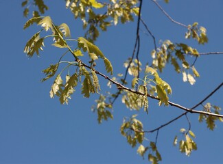 red oak tree with female and male flowers at spring