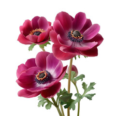 Burgundy anemone flower in watercolor illustration isolated background isolated white background