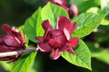 red flowers of Calycanthus sinensis bush at spring