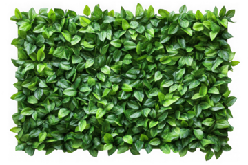 Green leafy plant wall texture pattern on transparent background
