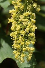 Fototapeta premium inflorescence yellow flowers of sycamore maple tree