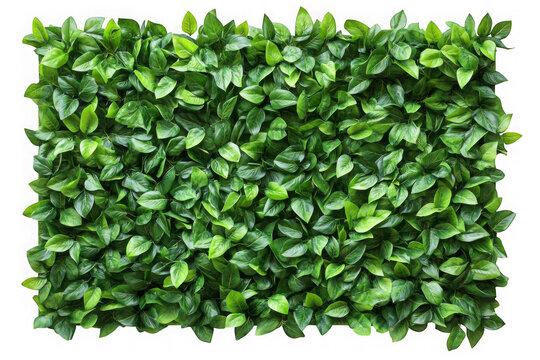 Green leafy plant wall texture pattern on transparent background