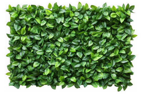 Green leafy plant wall texture pattern on transparent background