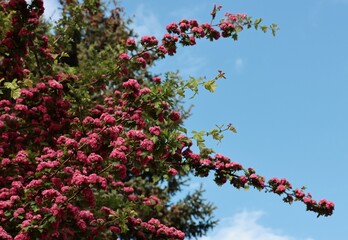  pretty pink flowers of Crataegus Laevigata tree,Rosaceae Family
