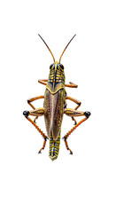 Striking grasshopper stares ahead colorful details