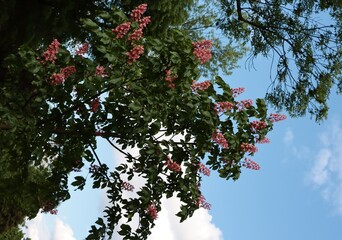 pink flowers of Aesculus carnea flowers tree close up