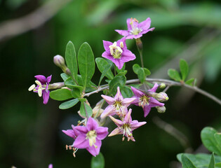 Flowering Lycium barbarum