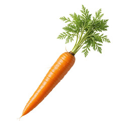 A fresh bunch of orange carrots, a healthy root vegetable, isolated on white with green leaves